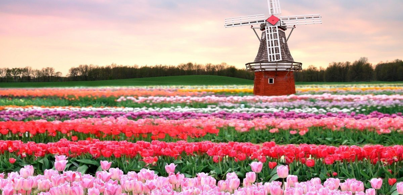The Attractions of Investing in the Netherlands