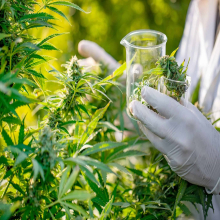 Cannabis: A Promising Future