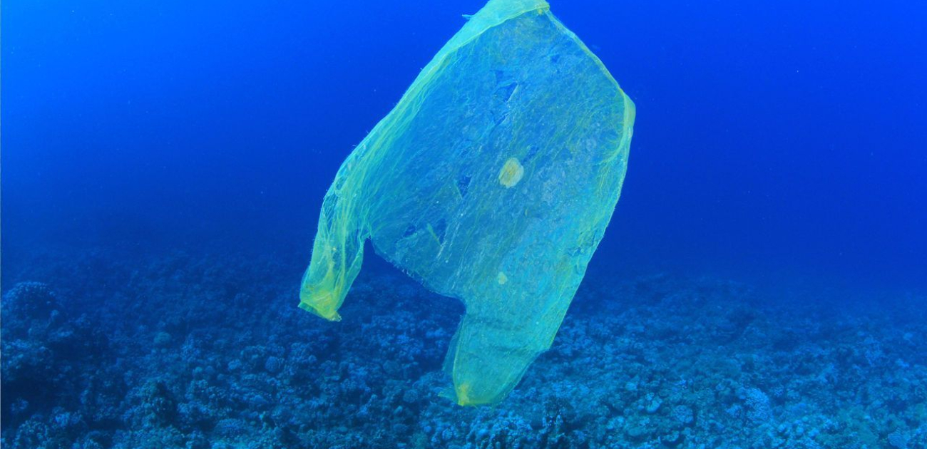 Bag Bans: The War on Plastic Bags