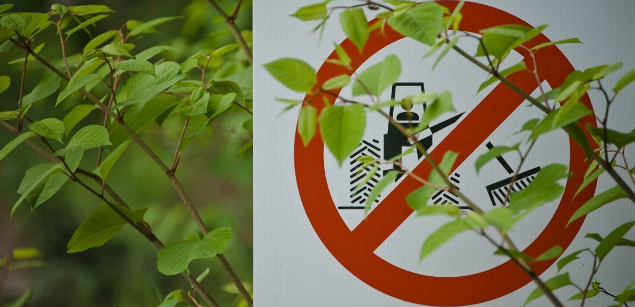 Japanese Knotweed – what is the legal position?