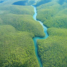 Brazil, the Amazonia, Football and the Market