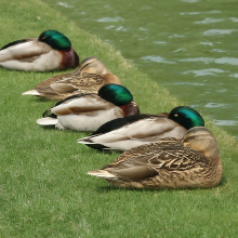 Letting Sleeping Ducks Lie: Supreme Court Looks Under The Bed But Finds No Shareholder Oppression